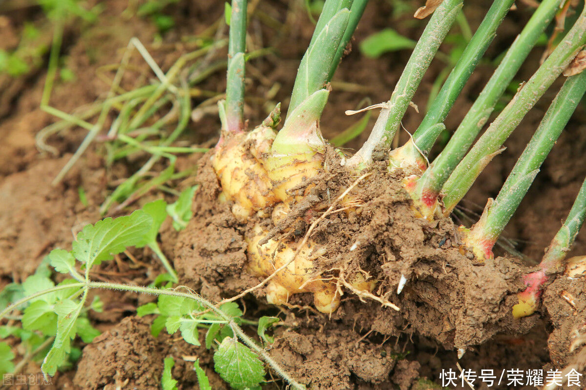姜棗茶|夏天要懂得吃姜，這一杯姜棗茶真的不能錯(cuò)過(guò)，可以一直喝到秋天前
