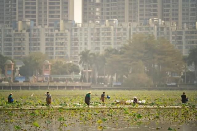 今夏第一波荷花开了，美不胜收！地点就在……