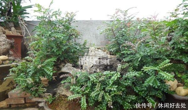 有钱人不养花,只养这“3种”树,难怪越来越“富”,身体还健康!