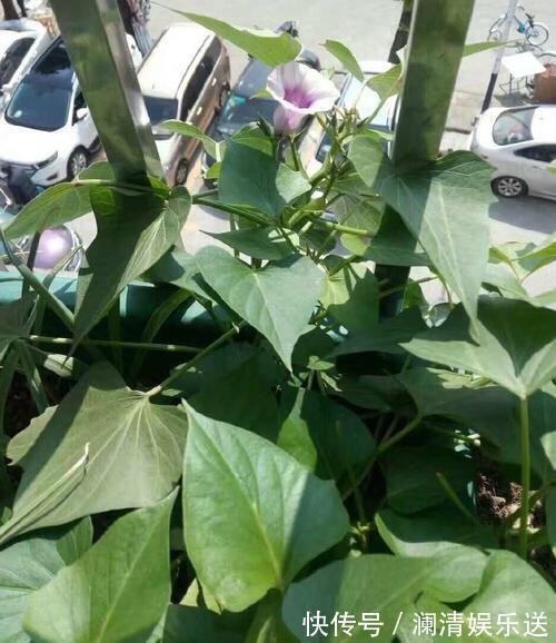 红薯地瓜|秋天剪下1根红薯藤,插盆土里,一个冬天吃不完,收获一茬又一茬