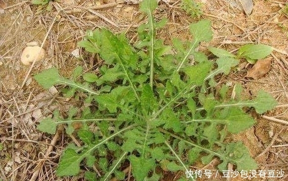 散结|农村常见的野菜，女性吃了不但可以美容，还可以清热解毒
