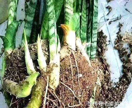 这个东西没人要,扔一点儿在盆里,让盆栽长势更好!