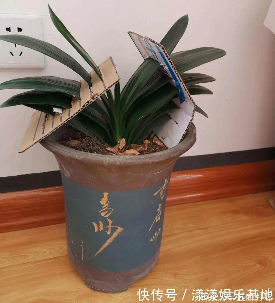 10种花要控水,天热反而不能浇,一浇水就死