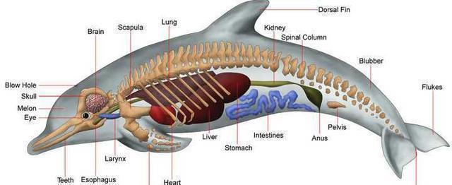 鲸鱼可以下潜数千米,为何钢铁打造的潜艇反而容易被海水压扁?