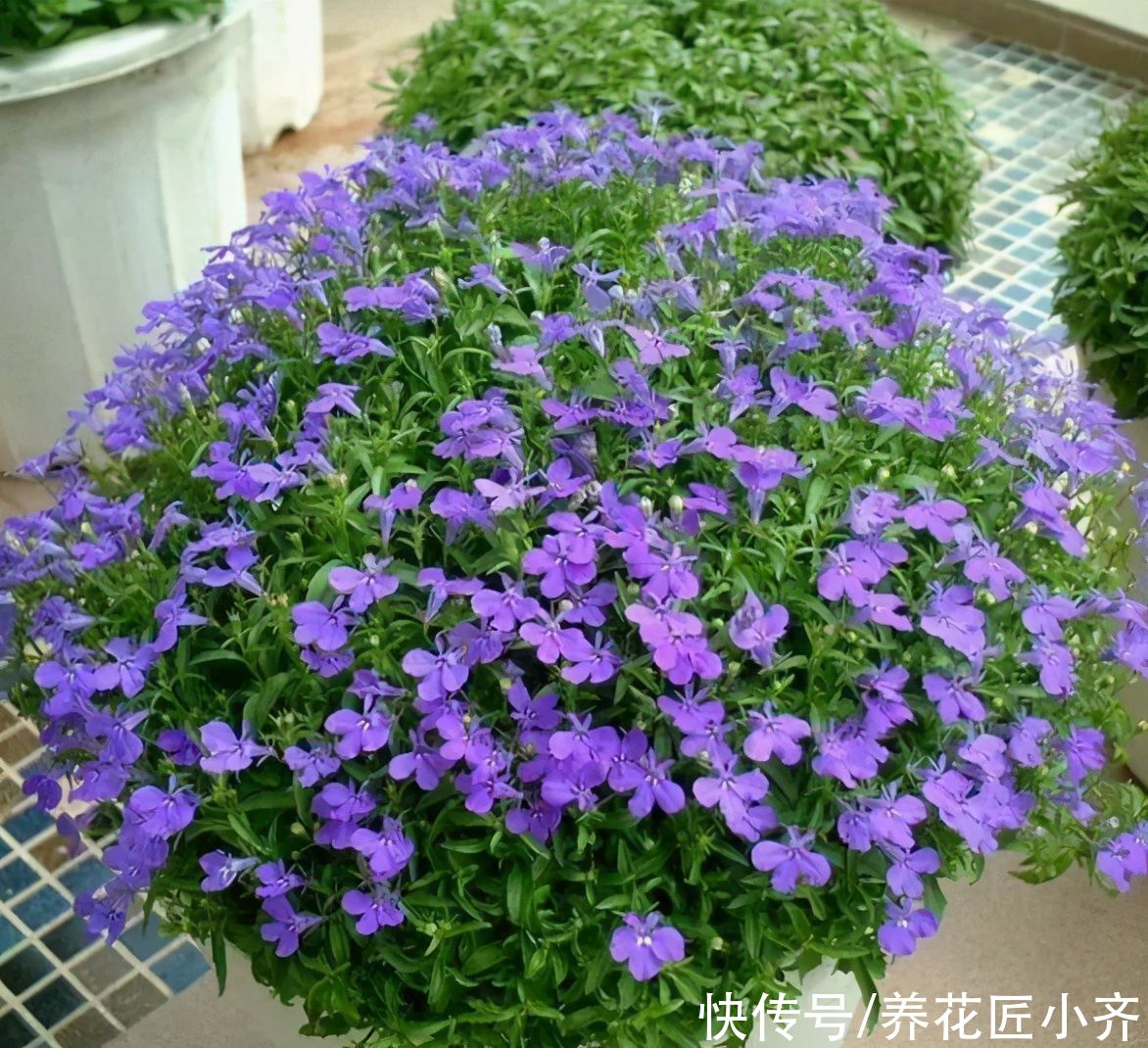 家庭养花分4类，根据各自“特性”，掌握配土技巧，才能不烂根