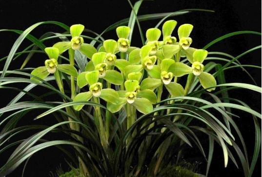 酸奶也能养兰花，15天一次，浇到根部，坐等爆盆开花就行