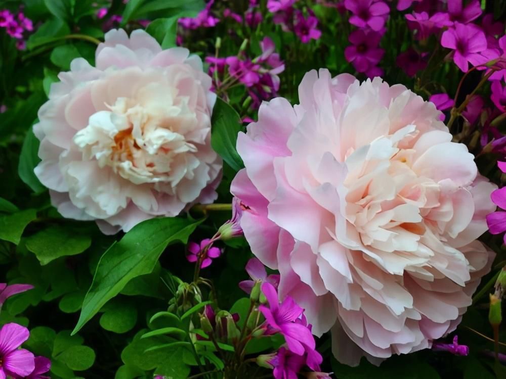  玉簪花|浅谈“6种”宿根花卉，好看好养，观赏性强绿化带很常见