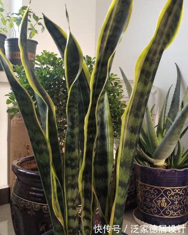 根系|想让虎皮兰爆崽,避开“这三怕”,次月咕噜冒芽穗,还能开小黄花