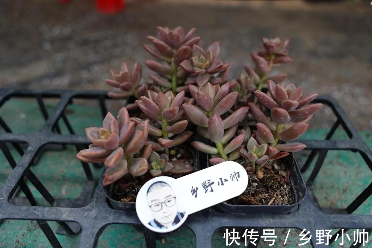 花盆|不管你是萌新还是大神,这两款漂亮的老桩多肉。都值得入手