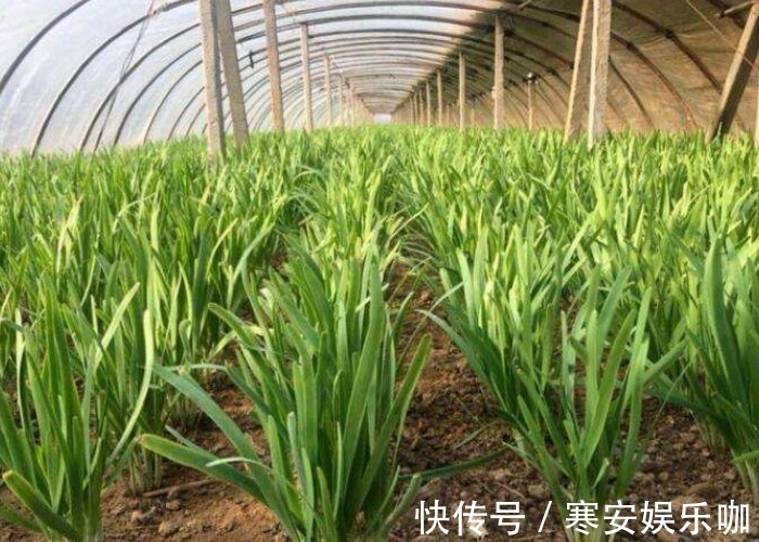 想要韭菜长得壮,割完掌握这些方法后,韭菜一茬比一茬长的壮!