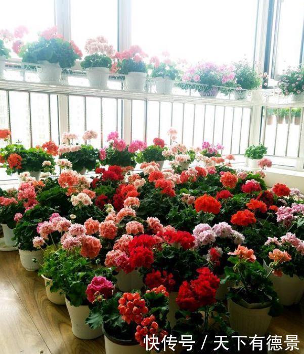 杜鹃花|3种花是“开花小能手”,比牡丹还美,棵棵开满枝头,太漂亮