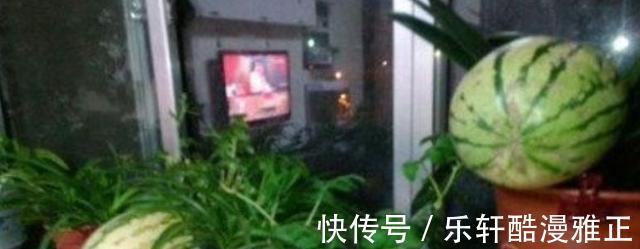 盆栽|在家种植瓜果这个季节熟了,健康又美味,小孩子太开心