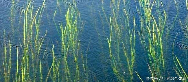 交界处|老话讲“钓鱼要钓草,不然要白跑”!但这4种水草钓也白跑