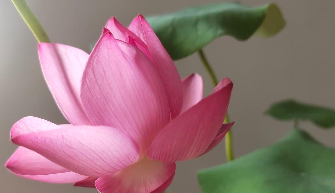 7种花喜欢水,不怕浇死了,浇得越多叶子嗖嗖长,花更漂亮