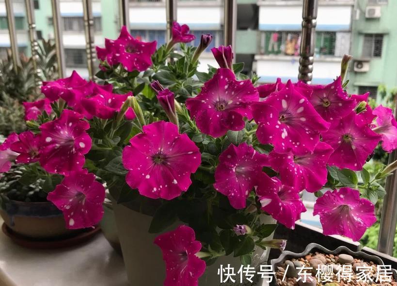 嗖嗖|家庭养矮牵牛，抓住这3要点，植株不徒长，嗖嗖开爆盆a