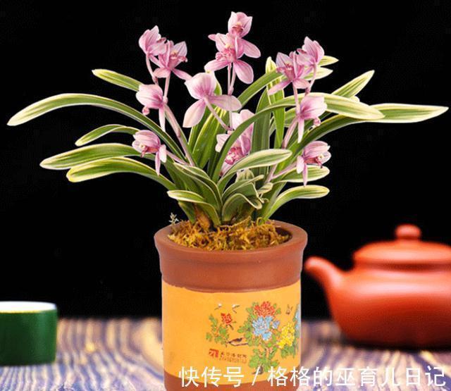 吊兰|它和“吊兰”一样好养,花叶双艺,芳香怡人,勤花勤草显档次