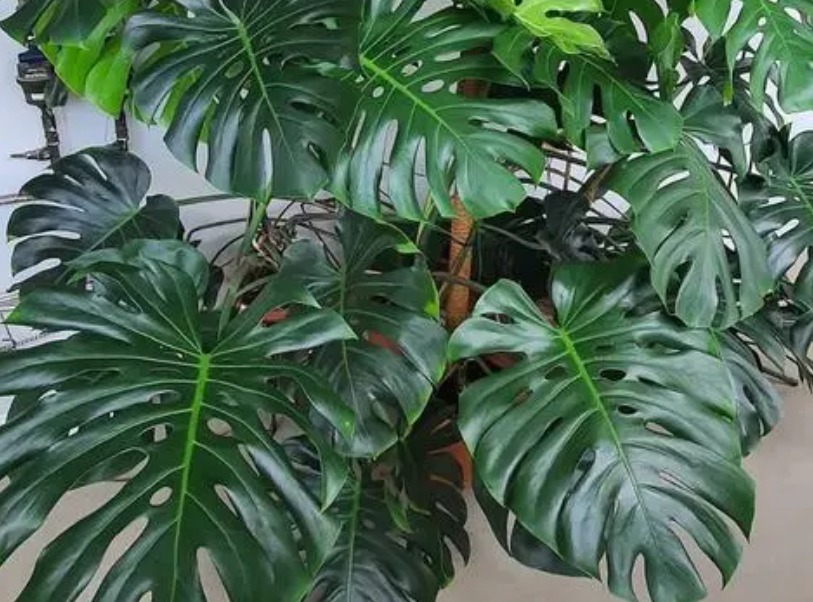 金边吊兰|室内盆栽植物，选花卉不如养绿植，这4款堪称一绝