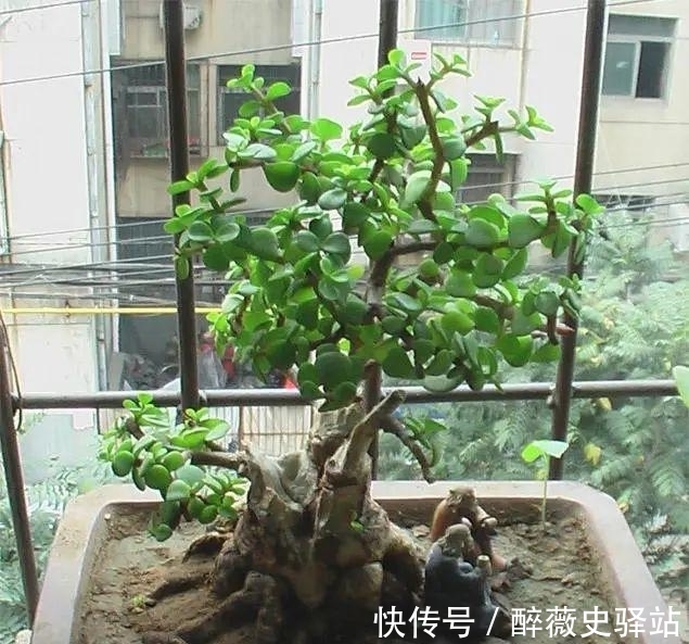 养分|金枝玉叶烂根不用怕,几个妙招解决它