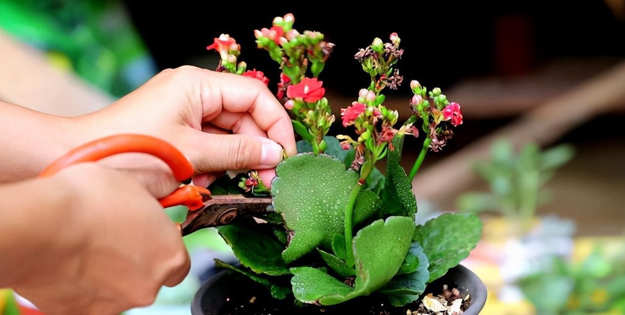 长寿花总“装菜”，赶紧“虐一虐”，加快分化，开春就能闻到花香
