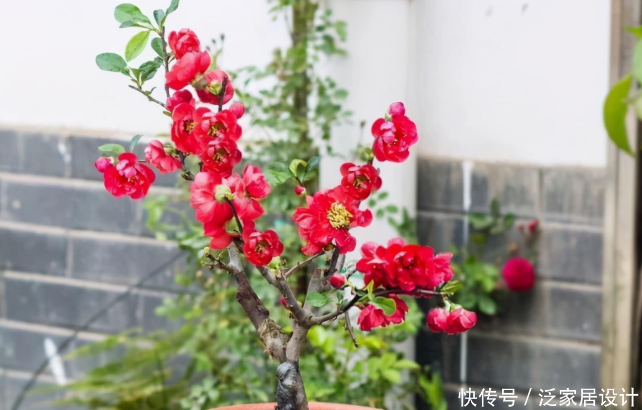 长寿冠海棠花,高颜值老桩盆景!打理好这些开花早又多