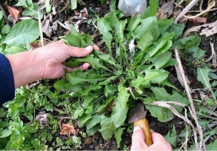 肝脏|用枸杞3斤，倒不如喝一两它，滋养肠胃，让肝脏也变得干干净净！