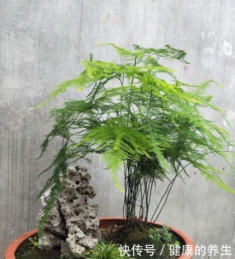 养文竹很简单,按照这个“步骤”走,越长越旺,枝繁叶茂绿油油!