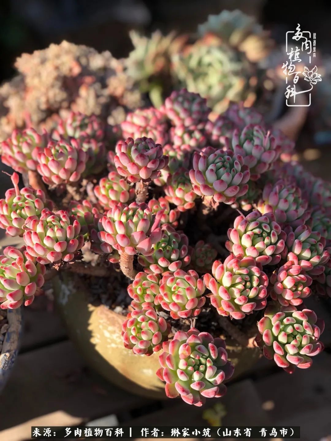 多肉|有史以来最厉害的一场寒潮，治好了我养多肉这些年的“坏毛病”