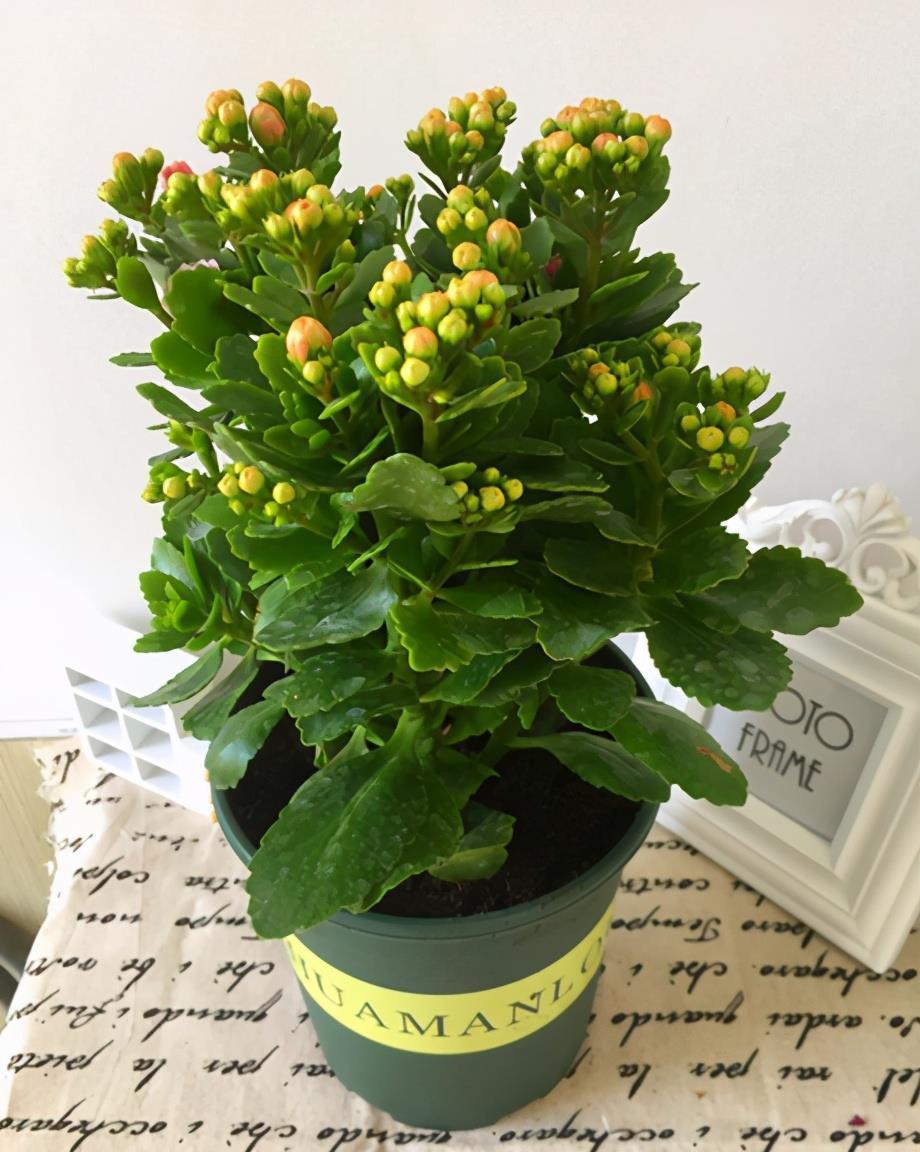 6种公认好养的懒人花,你家有几种,养护需要注意什么?