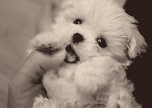 |搞笑动图：快乐跳舞的小家伙，萌萌哒！