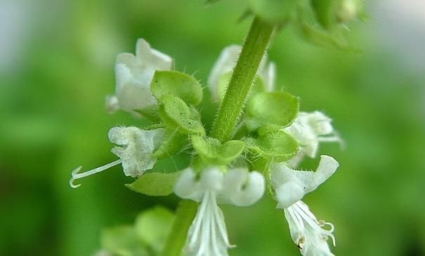 救心菜|农地里一种野菜，养心平肝降三高，被称为餐桌上的“胰岛素”