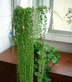 多肉总是长不好？试试这几种，皮实又好养，一盆变多盆