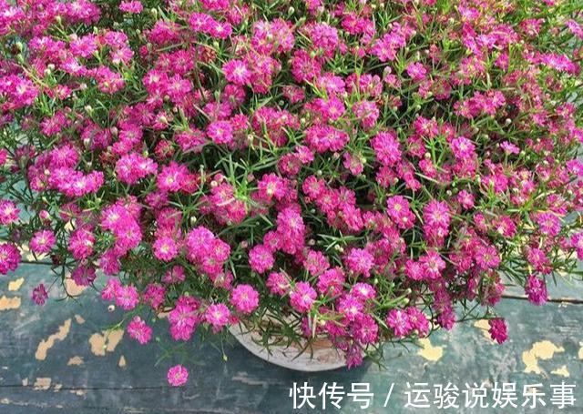 5种花不用管,盆栽地栽都好养,自己就能长成大花球,花开还惊艳