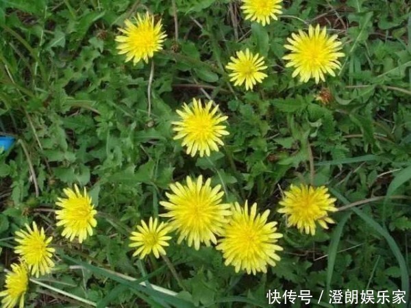 现在才知道，蒲公英不能随便泡水喝，三个问题要注意，别犯错！