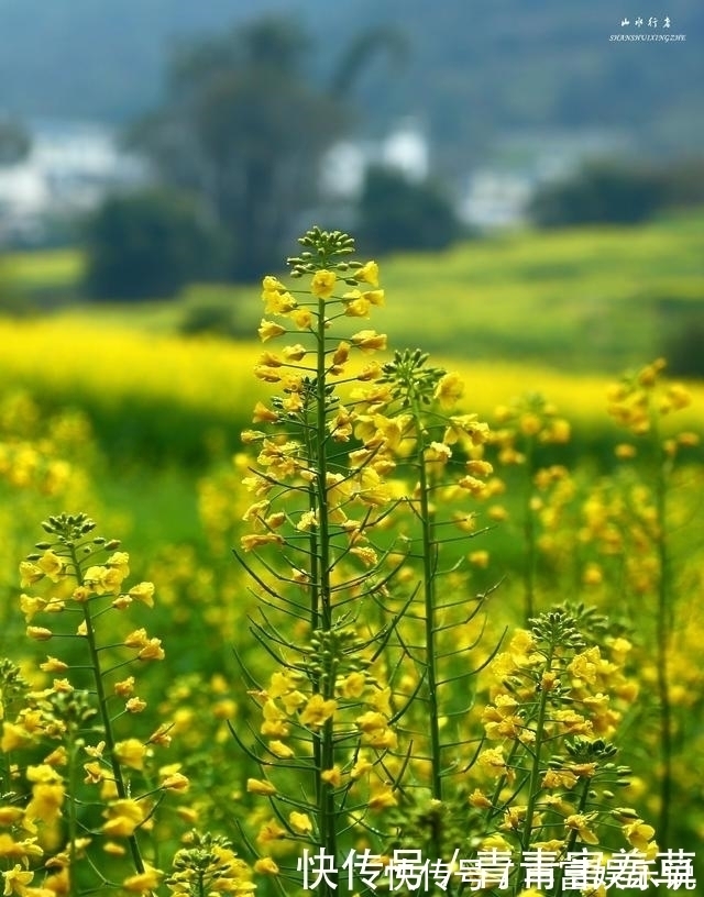 油菜花海|这个小县，竟然集中国最美峰林、最美瀑布、最美油菜花海于一身！