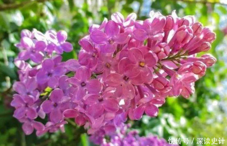 家里养几款植物，娇小不占地，开花漂亮财运来，一养就上瘾