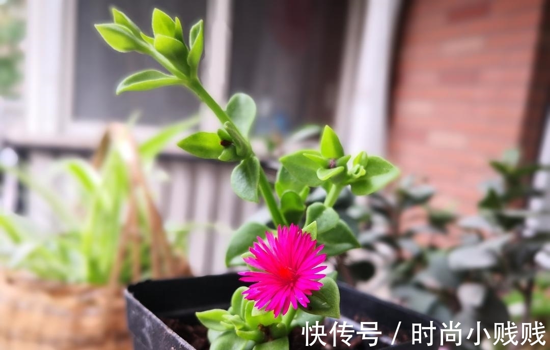 六种花是有名的“生活小帮手”，建议养一盆，以备不时之需