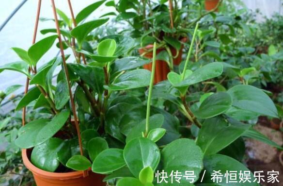 喜欢养花，不如养盆金鸡菊，娇艳妩媚，养一盆超美！