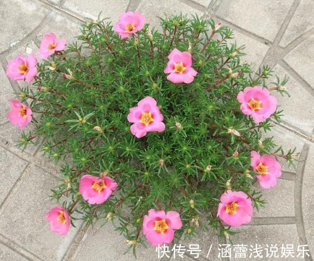 真正的花坚强,墙缝、地缝都能长,开花特别旺!