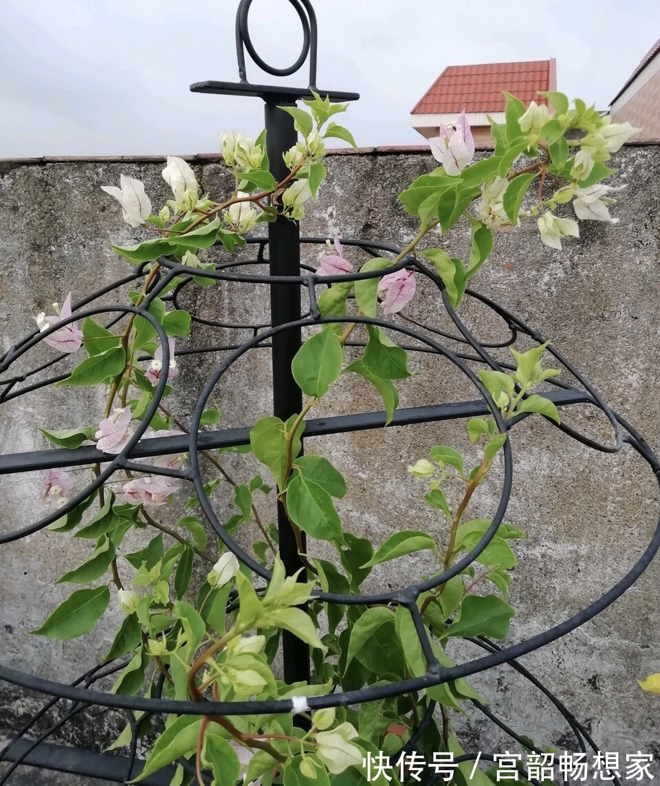 三角梅开花“零星点点”,干脆剪一刀,喂2勺开花肥,国庆开爆盆