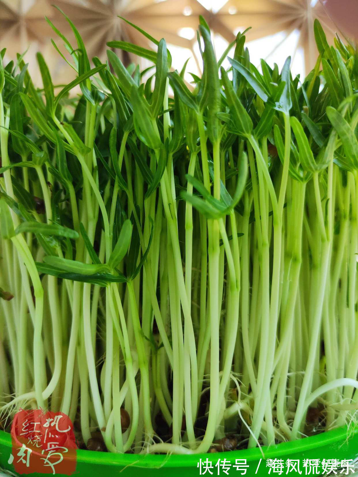 以前空心菜都是买着吃，这回用菜籽自己种的，不用土11天就能吃了