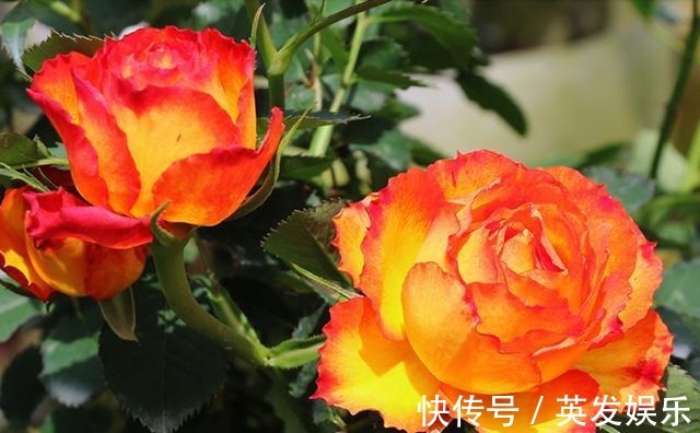 一款专为盛夏而生的花卉,花色红艳无与伦比,花香怡人,好看易养