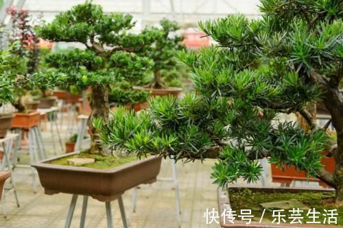 镇宅辟邪花,适合养家里,平安顺遂好兆头