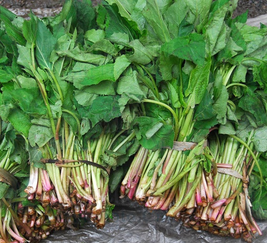 毒蛇咬伤|农村3大野菜,能凉血止血,清热解毒,调中开胃,快来了解一下吧