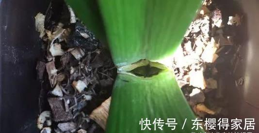 叶芽|君子兰不能随意“砍头”,操作需谨慎,要做好这几件事,成活率高