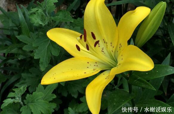 百合|家中养盆“黄百合”花语财富与高贵,花美色艳,养上一盆值了