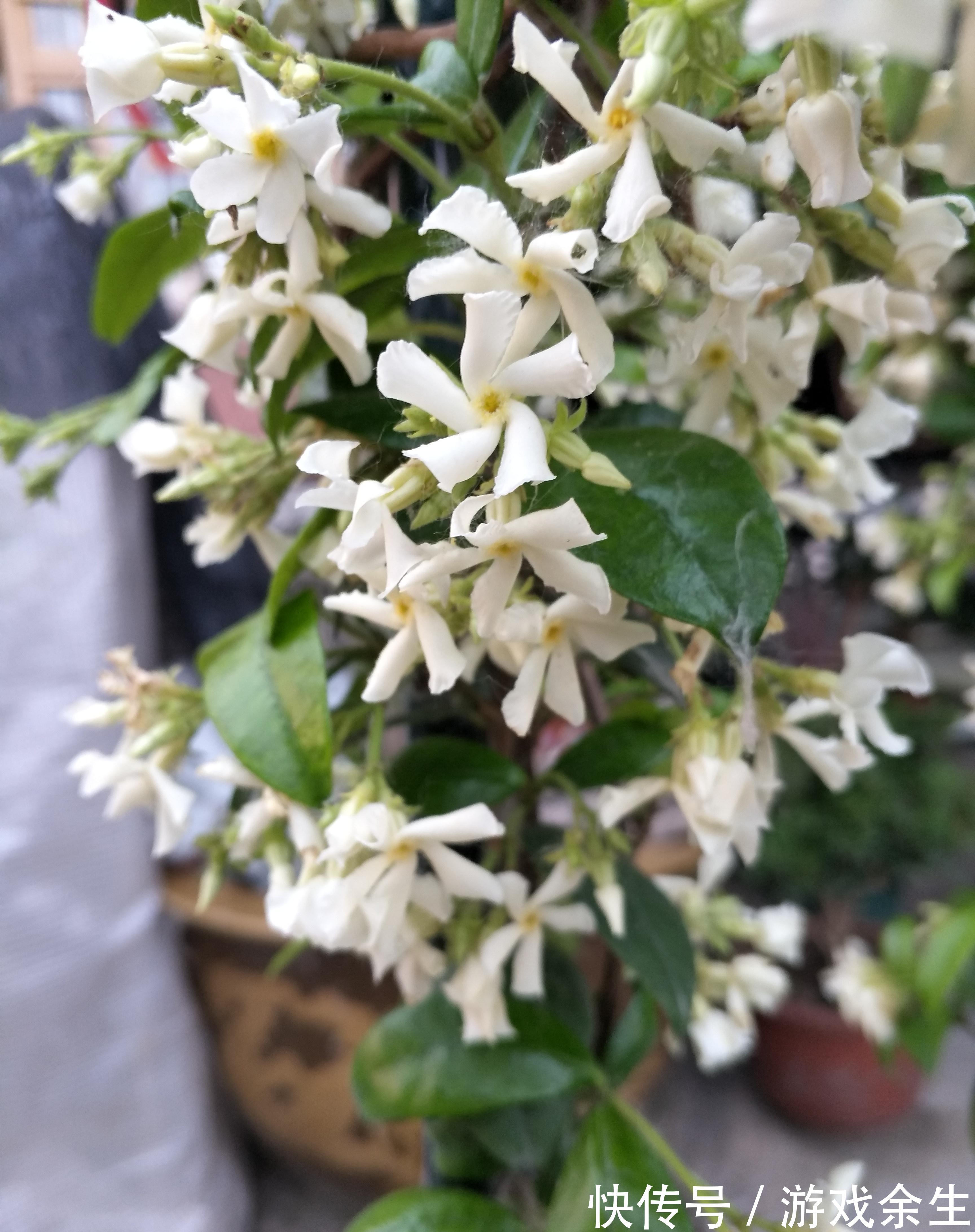 家有小院，用几种植物打造花墙，从春美到秋