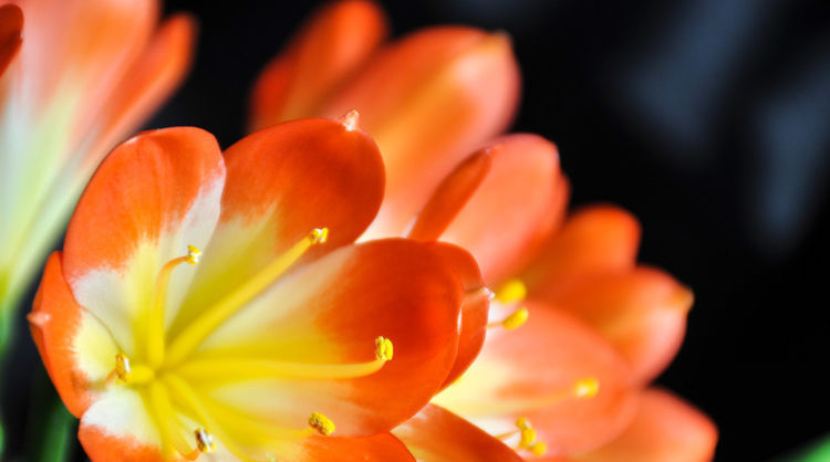 适合养在卧室的3种花,净化空气助睡眠,释放氧气利健康,好养活