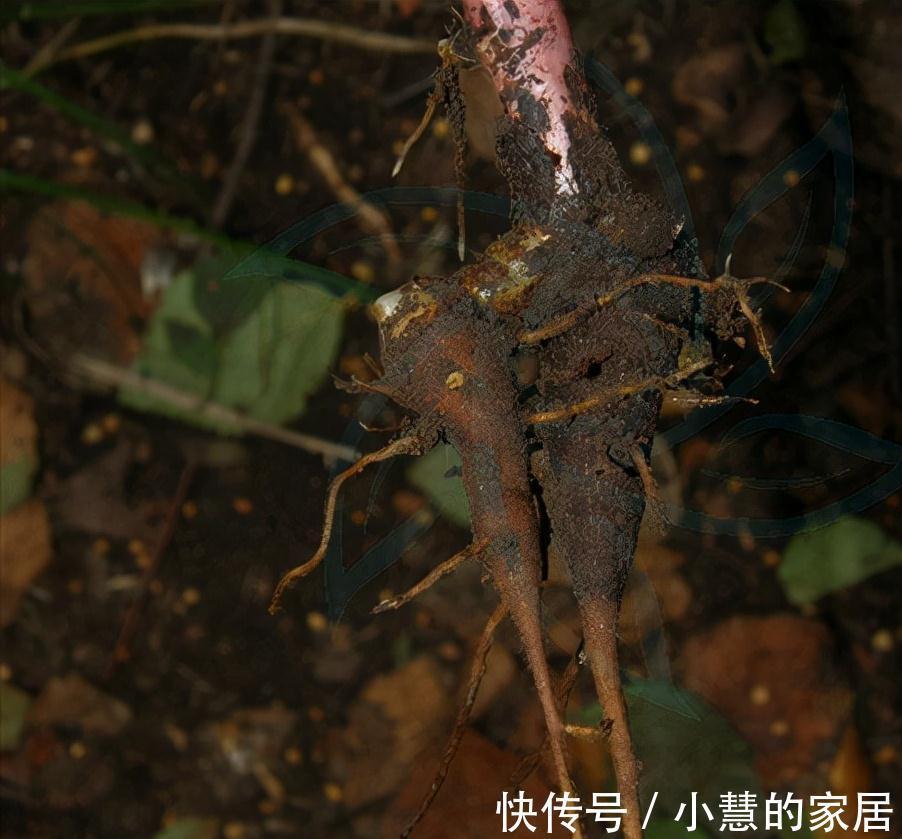 “美丽有毒”的植物，快来认识11种“毒花毒果”，不吃亏不上当