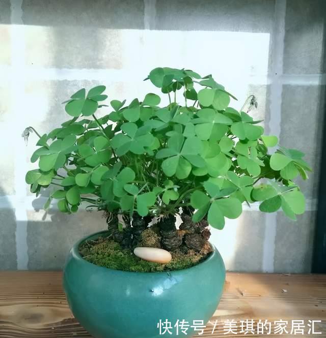 野草|路边野草,种盆里变成值钱盆景,超好养还好看