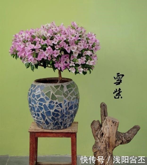 花友|养三角梅的最高境界,看得我直流口水!养三角梅的最高境界,看得我直流口水!